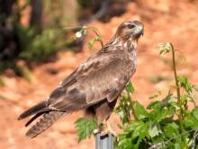 Aves Rapaces Busardo ratonero