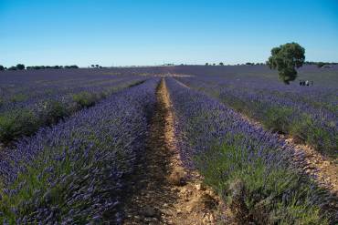 Lavanda documental CMM