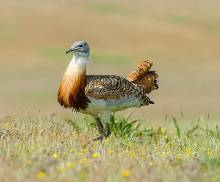 Especie común en la campiña. Foto: José Antonio Lagier. Creative Commons CC BY 3.0 Avutarda 1