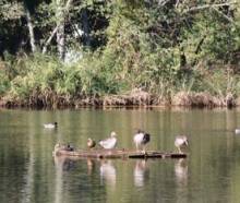 Foto Ecologistas en Acción Reserva ornitológica Azuqueca patios Foto Ecologistas en Acción 1