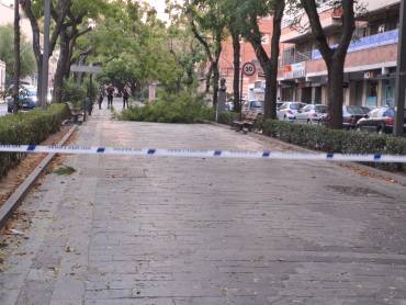 arbol caido en el paseo fernandez Iparraguirre