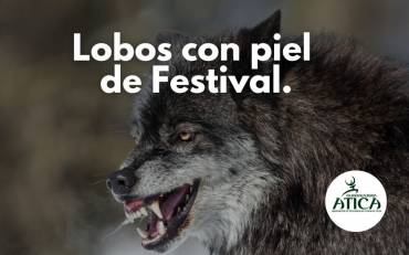 Lobos ATICA contra Festival de Cantalojas